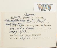 Brachythecium reflexum image