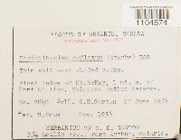 Brachythecium reflexum image