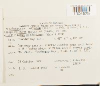 Brachythecium reflexum image