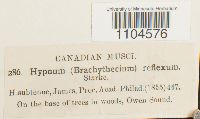 Brachythecium reflexum image