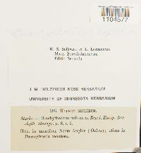 Brachythecium reflexum image