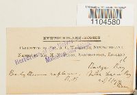 Brachythecium reflexum image