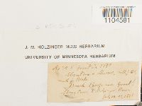 Brachythecium reflexum image