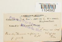 Brachythecium reflexum image