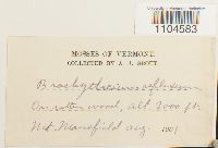 Brachythecium reflexum image