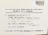 Brachythecium rivulare image