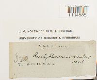 Brachythecium rivulare image