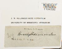 Brachythecium rivulare image