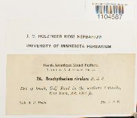 Brachythecium rivulare image