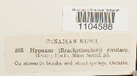 Brachythecium rivulare image