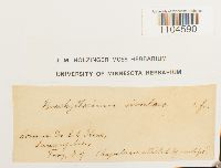 Brachythecium rivulare image