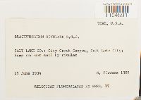 Brachythecium rivulare image