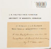 Brachythecium rivulare image