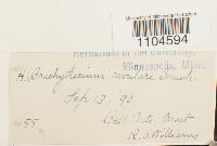 Brachythecium rivulare image