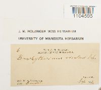 Brachythecium rivulare image