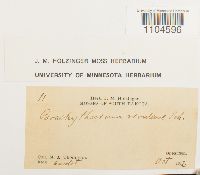 Brachythecium rivulare image