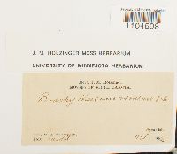 Brachythecium rivulare image