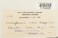 Brachythecium rivulare image