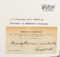 Brachythecium rivulare image