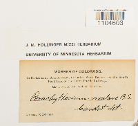 Brachythecium rivulare image