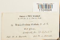 Brachythecium rivulare image