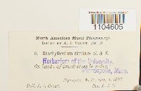 Brachythecium rivulare image