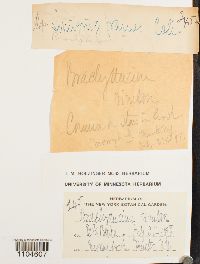 Brachythecium rivulare image