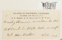 Brachythecium rivulare image