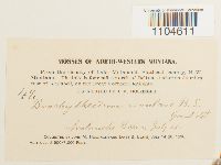 Brachythecium rivulare image