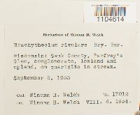 Brachythecium rivulare image