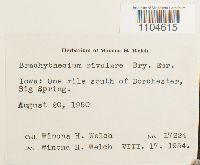 Brachythecium rivulare image