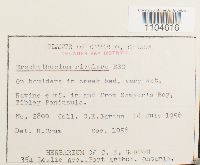 Brachythecium rivulare image