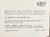 Brachythecium rivulare image