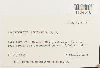 Brachythecium rivulare image