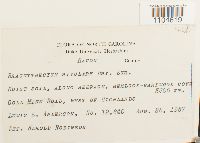 Brachythecium rivulare image