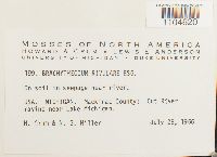 Brachythecium rivulare image