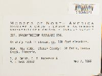 Brachythecium rivulare image