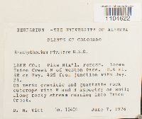 Brachythecium rivulare image