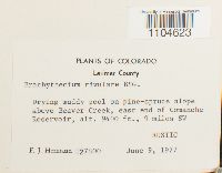 Brachythecium rivulare image