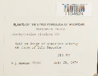 Brachythecium rivulare image