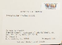 Brachythecium rivulare image