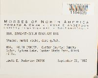 Brachythecium rivulare image