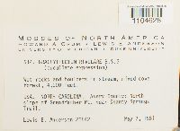 Brachythecium rivulare image