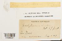 Brachythecium rivulare image