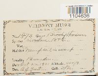 Brachythecium rivulare image