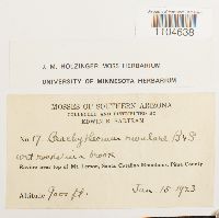 Brachythecium rivulare image