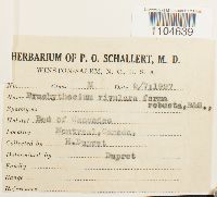 Brachythecium rivulare image