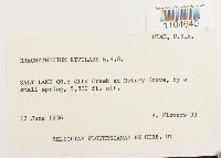 Brachythecium rivulare image