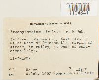 Brachythecium rivulare image