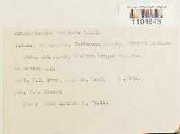 Brachythecium rivulare image